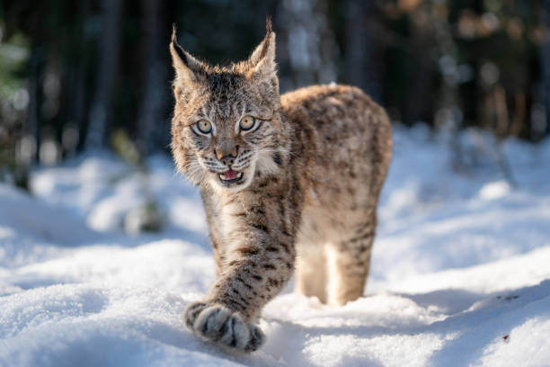 Close-up photo of lynx cub walking in the winter snowy forest with open mouth. Wildlife lynx animal in natural habitat. stock photo