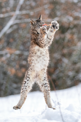 Lynx jumping. Lynx catching prey in the air. Winter animal frolicking. Lynx lynx.