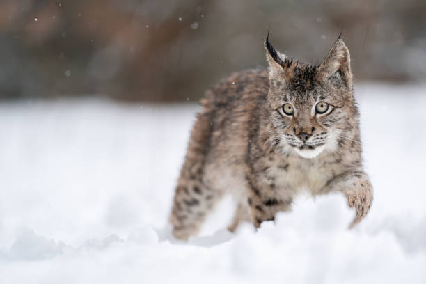 istock Lynx cub walking in snow drifts 1442261814