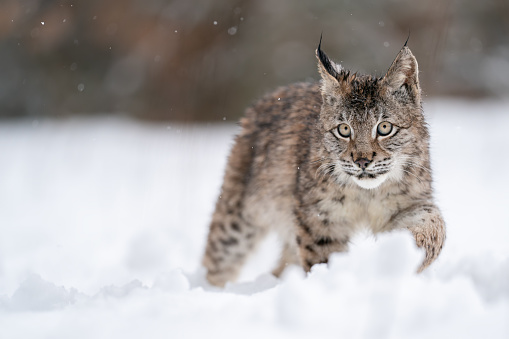 Lynx cub walking in snow drifts. Cold winter with wild life predator. Lynx lynx.