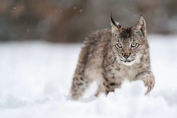 Photo of Lynx cub walking in snow drifts