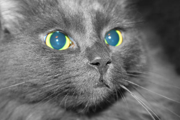 Face of a gray fluffy cat close-up