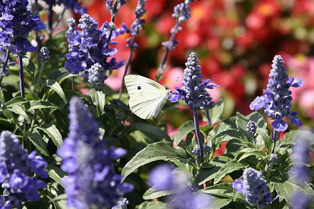 Borboleta colorida em um gramado - foto de acervo