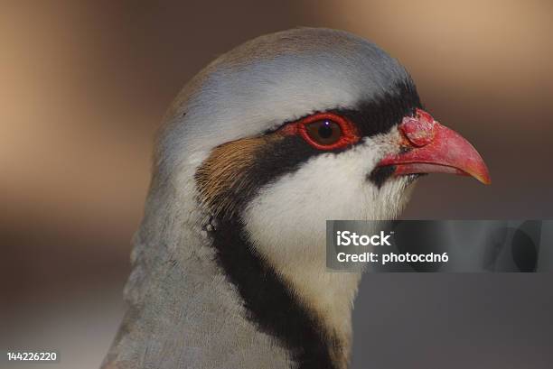 Chukar C - Fotografie stock e altre immagini di Animale selvatico - Animale selvatico, Composizione orizzontale, Deserto