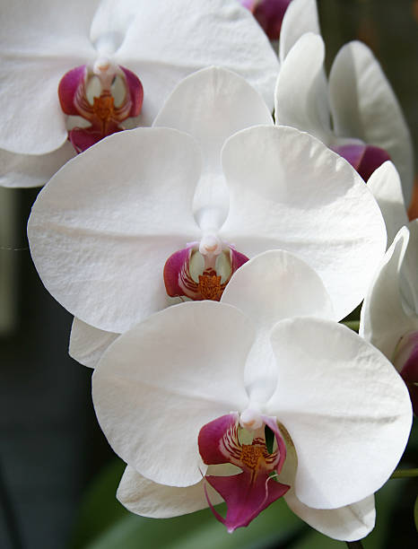 orhid blanco - foto de stock