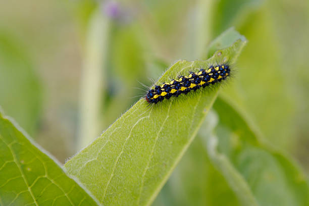 Caterpillar su una foglia - foto stock