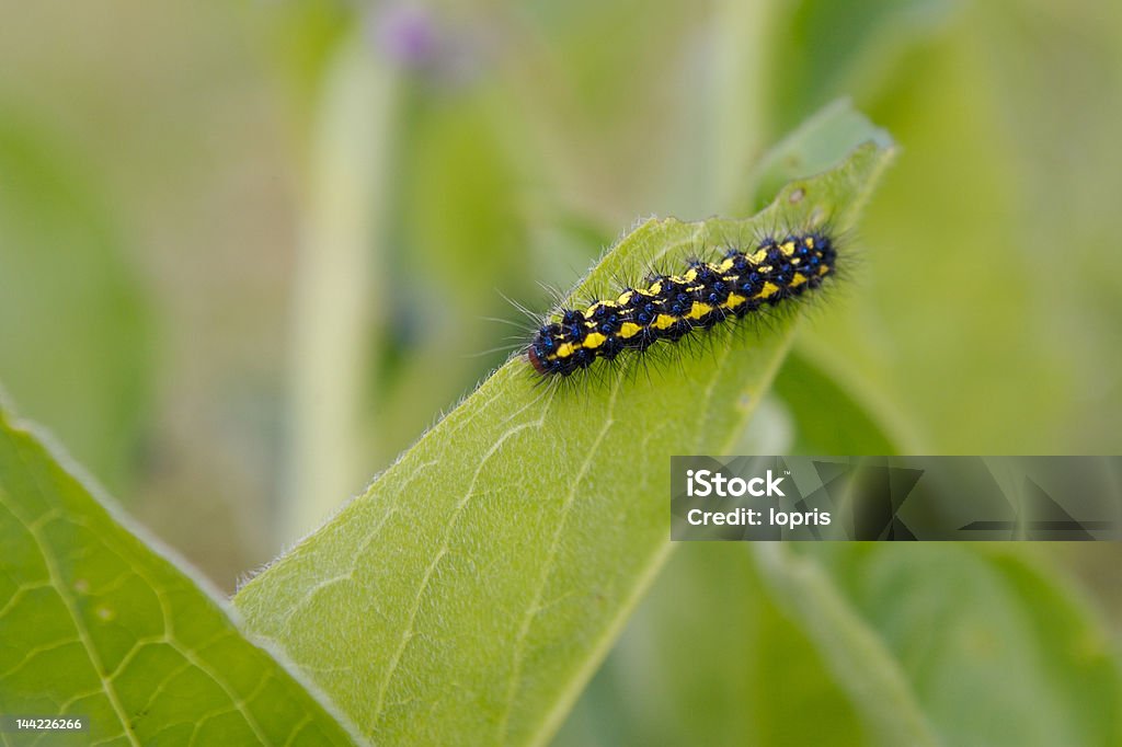 Caterpillar on a Leaf a black and yellow caterpillar with long hair sitting on a leaf Animal Stock Photo