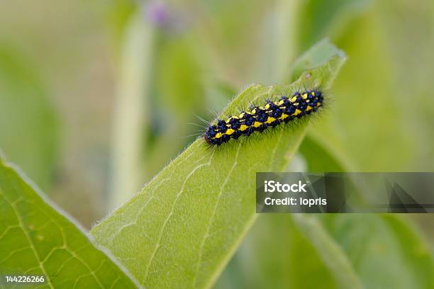 Caterpillar On A Leaf Stock Photo - Download Image Now - Animal, Animal Hair, Blue