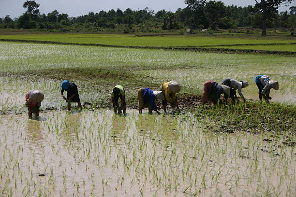 istock Farmers planting rice plants, Cambodia 144226310