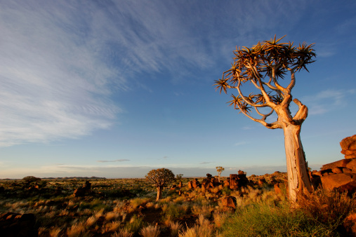 Flowers, plants and trees on mountain side in South Africa, Western Cape