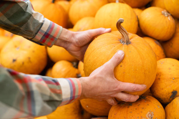 istock Farmer takes a pumpkin 1442263940