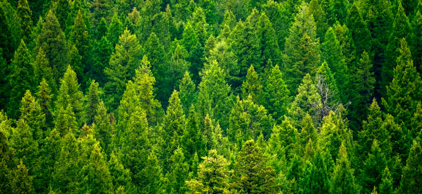 istock Forest of pine trees in wilderness mountains rugged green growth flush environment 1442264087