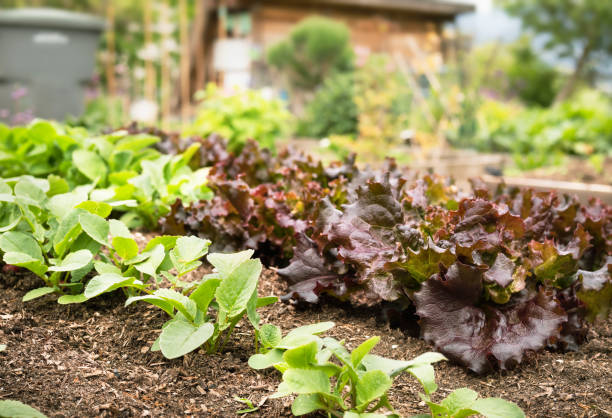 istock Red lettuce heads and beets growing in lush garden. 1442265041