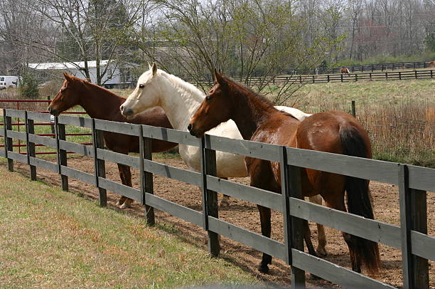 istock Three horse looking over fence 144226583
