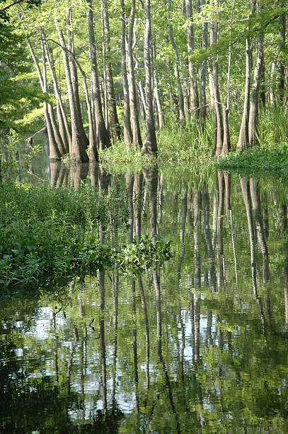 Natures Reflections Reflections of trees on the water. The creek is called Ten Mile Creek and is in southeast Texas, Beaumont. beaumont tx stock pictures, royalty-free photos & images