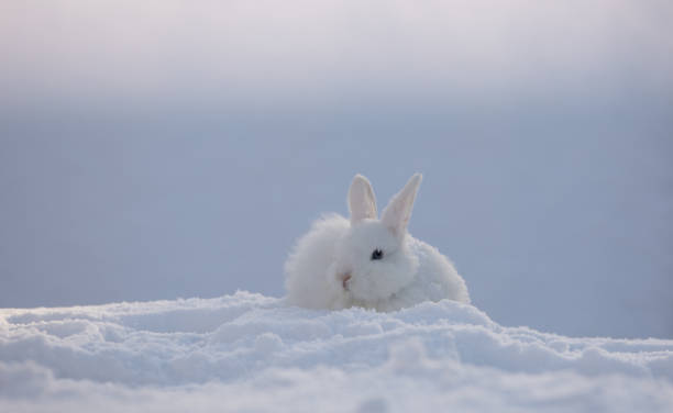 寒さの中でかわいい白いウサギ