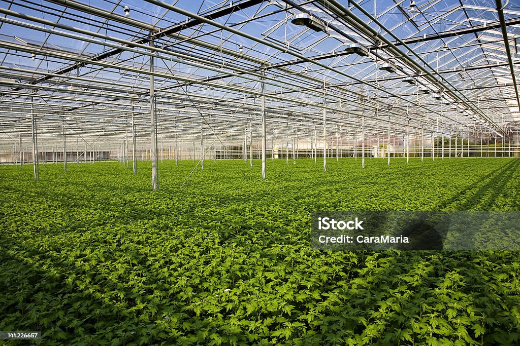 Junge Pflanzen im Gewächshaus - Lizenzfrei Blumenbeet Stock-Foto