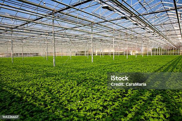 Junge Pflanzen Im Gewächshaus Stockfoto und mehr Bilder von Blumenbeet - Blumenbeet, Botanik, Chrysantheme