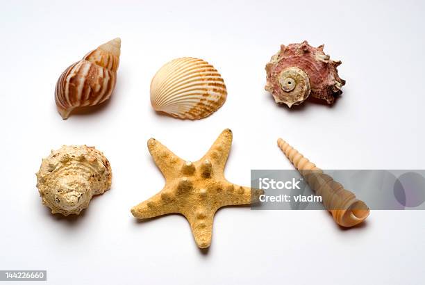 Starfish And Sea Design Elements Stock Photo - Download Image Now - Animal Shell, Atlantic Ocean, Beach