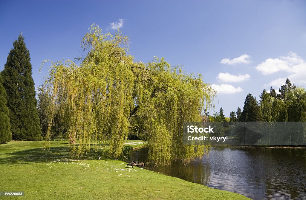 Sommer-Landschaft - Lizenzfrei Baum Stock-Foto