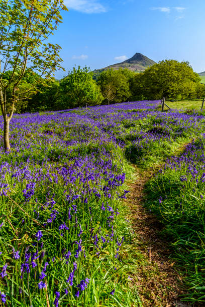 istock English Bluebells in Bloom 1442267784