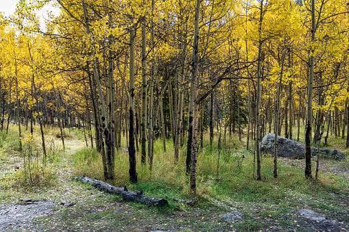 Autumn leaf colors in Guanella Pass, Colorado