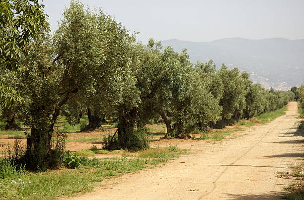 Olive tree field stock photo