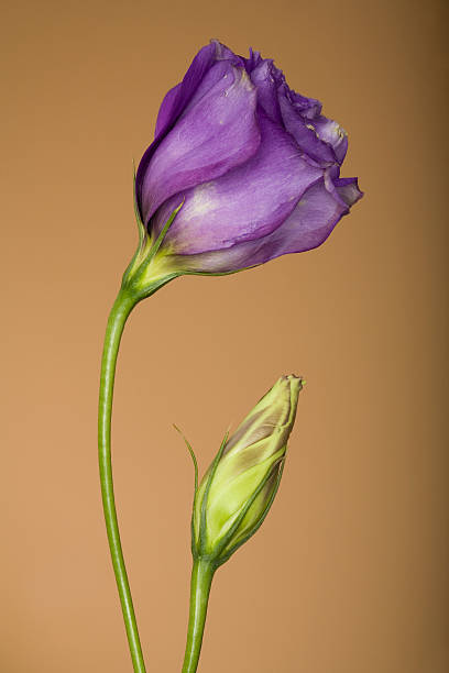 Violet Rose - Photo