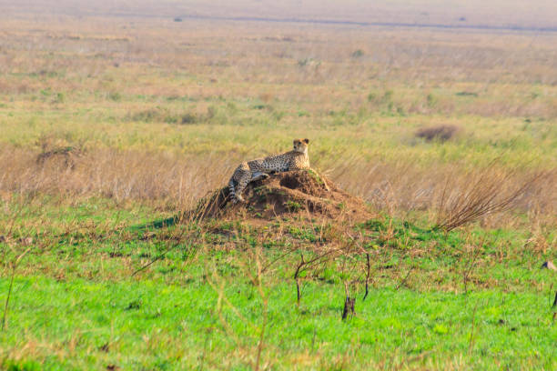 Cheetah (Acinonyx jubatus) on termite mound in savanna in Serengeti National park, Tanzania Cheetah (Acinonyx jubatus) on termite mound in savanna in Serengeti National park, Tanzania termite mound stock pictures, royalty-free photos & images