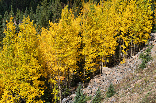 Autumn leaf colors in Guanella Pass, Colorado