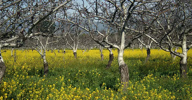 Barren orchard trees in a field of bright green and yellow flowering weeds.