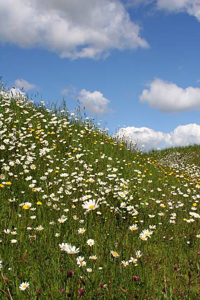 Hillside of wild flowers stock photo