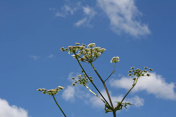 Hogweed plant against blue sky stock photo