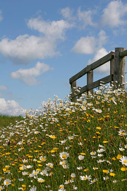 Wild flowers & wooden fence stock photo