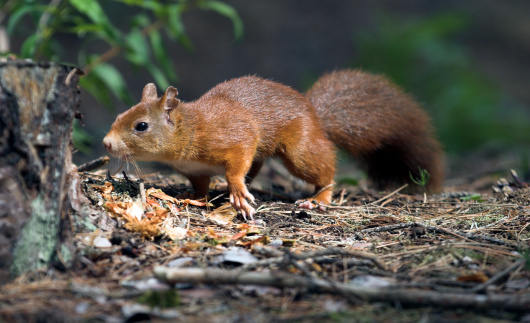 A red squirrel on the hunt for some nuts.
