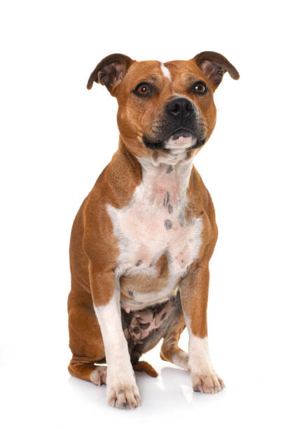 istock stafforshire bull terrier 1442269534