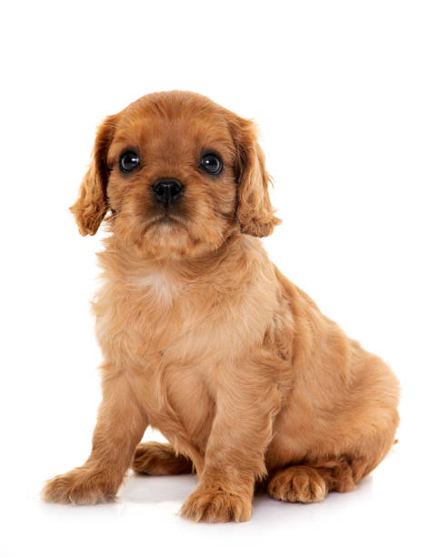 istock puppy cavalier king charles 1442269559