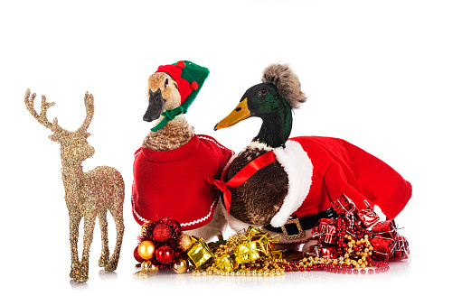 ducks and christmas in front of white background