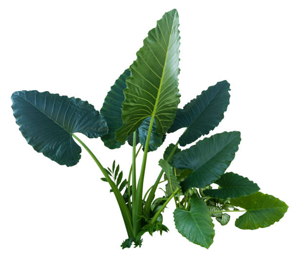 A leafy green plant with a leafy green leaf. The leaf is very large and has a lot of veins