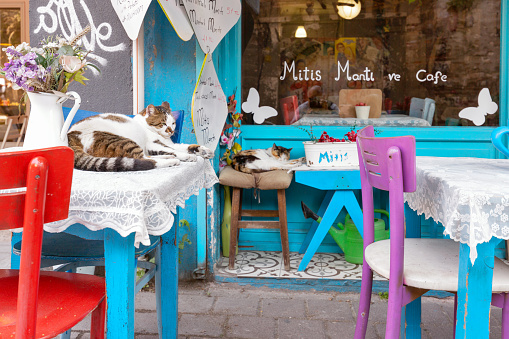 Istanbul, Turkey - May 21, 2022: The cats rest in a small family restaurant in the Balat district of Istanbul
