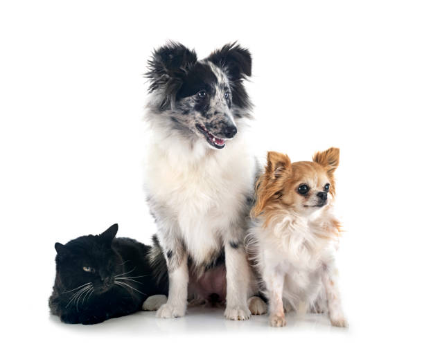 istock Shetland Sheepdog, chihuahua and cat 1442270821
