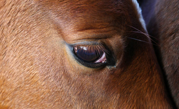 istock Clear dark brown horse eye 1442270980