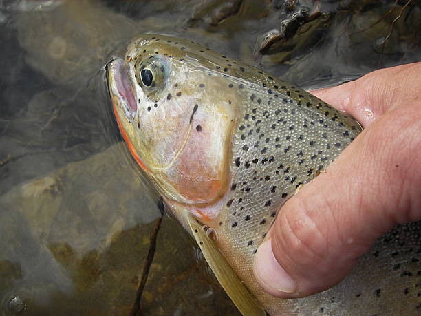 truite arc-en-ciel à la main - landscape canada north america freshwater fish photos et images de collection