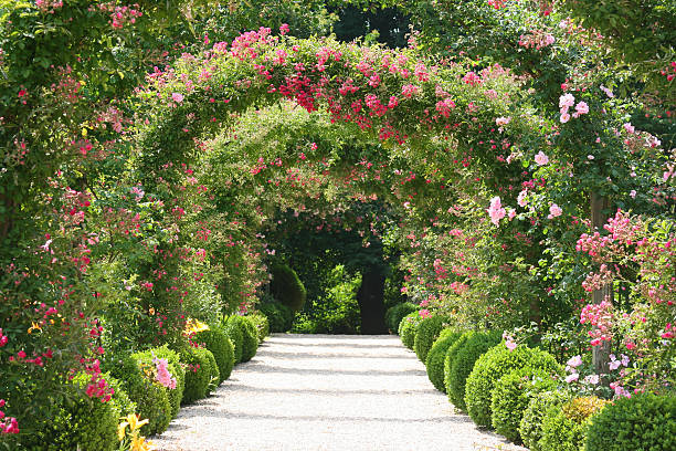 istock Roses in the Garden 144227179