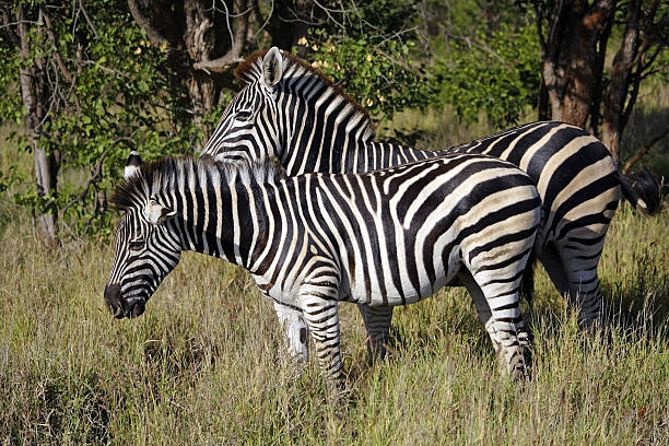 Equus burchelli, Burchells Zebra stock photo