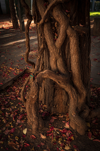 tree trunk grunge natural, organic background, texture