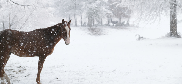 Horse in Texas winter field, blurred through snow weather with copy space on background.