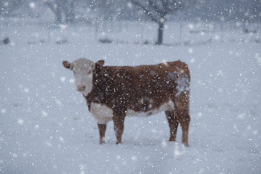 Snow weather with Hereford blurred cow background