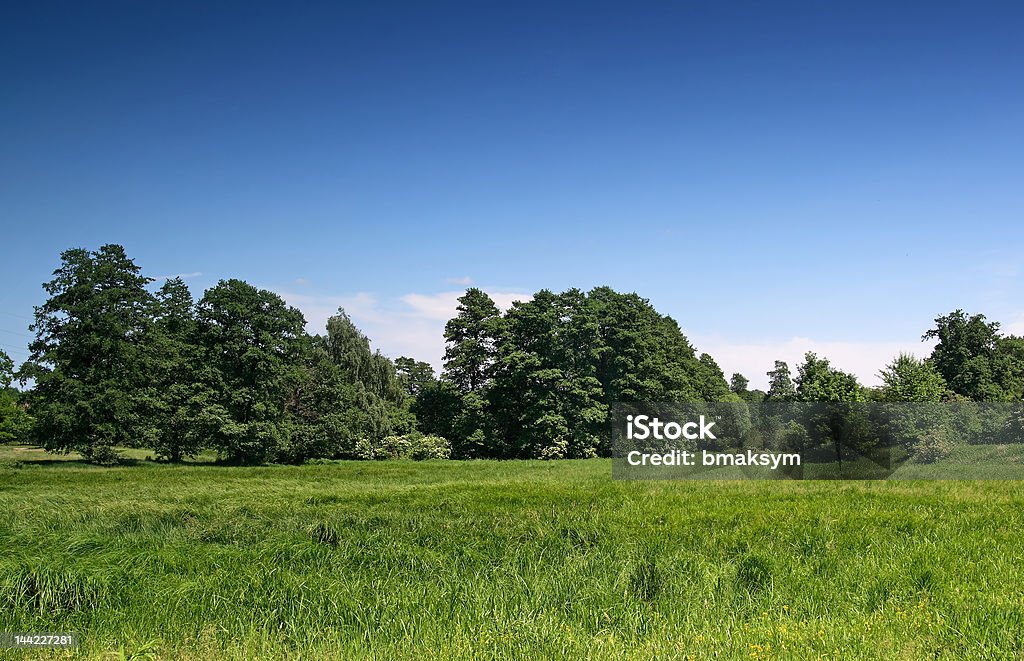 Phong Cảnh Đẹp Cây Cối Và Một Cánh Đồng Trên Nền Xanh Hình ảnh Sẵn có - Tải  xuống Hình ảnh Ngay bây giờ - iStock