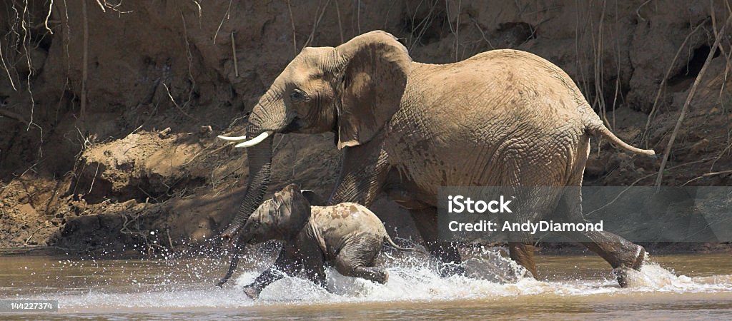 Elefanten-Mutter und baby Laufen in river - Lizenzfrei Elefant Stock-Foto